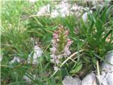 Dehteči kukovičnik (Gymnadenia odoratissima)