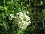 Noriška lakota (Galium noricum)