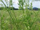 Bleščeča lakota-Galium lucidum.