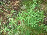 Gozdna lakota-Galium sylvaticum.