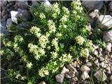 Noriška lakota-Galium noricum.