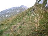 Lopič - Monte Plauris do vrha po južni strani