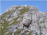 Lopič - Monte Plauris stražarja pod vrhom