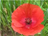 Papaver rhoeas