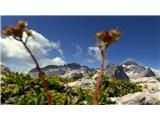 in njena ponesrečena slika, ko cilja rože in zadane Triglav z brki