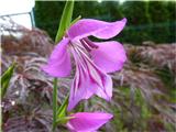 Gladiolus illyricus