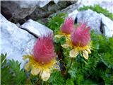 Plazeča sretena (Geum reptans)