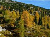 Travnik, Plaski Vogel 
