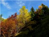 Travnik, Plaski Vogel 