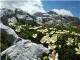 Alpska velesa (Dryas octopetala)