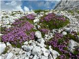 Brezstebelna lepnica (Silene acaulis)