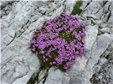 Brezstebelna lepnica (Silene acaulis)