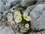 Julijski mak (Papaver alpinum ssp. ernesti-mayeri)