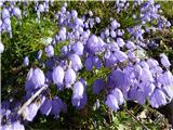 Rušnata zvončica (Campanula cespitosa)