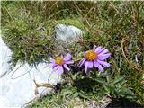 Alpska nebina (Aster alpinus)