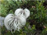 Dryas octopetala