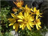 Abraščevolistni ali ozkorogljati grint (Senecio abrotanifolius)