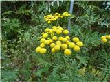 Tanacetum vulgare