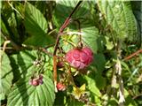 Malinjak (Rubus idaeus)