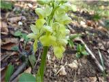 Orchis pallens