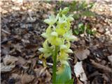 Orchis pallens