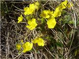 Sedmerolistni petoprstnik (Potentilla heptaphylla)