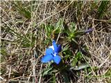 Gentiana verna tergestina