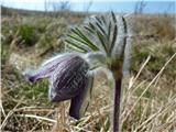 Gorski kosmatinec (Pulsatilla montana)