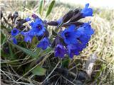 Ozkolistni pljučnik (Pulmonaria australis)