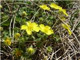 Sedmerolistni petoprstnik (Potentilla heptaphylla)