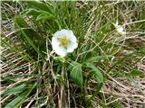 Beli petoprstnik (Potentilla alba)