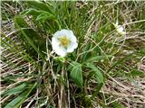 ?beli petoprstnik (potentilla alba)