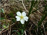 Beli petoprstnik (Potentilla alba)