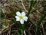 Potentilla alba