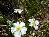 Beli petoprstnik (Potentilla alba)