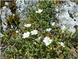 koroška smiljka