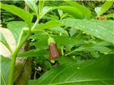 kranjska bunika (Scopolia carniolica)