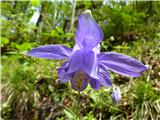 velecvetna orlica