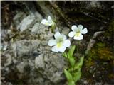 alpska mastnica