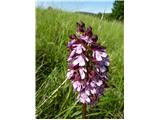 Orchis purpurea