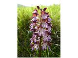 Škrlatnordeča kukavica (Orchis purpurea)