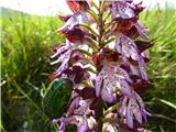 Orchis purpurea