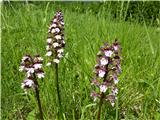 Orchis purpurea