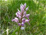 Orchis militaris