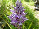 Orchis militaris