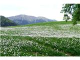 Plavški rovt