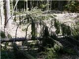 Mežakla iz naselja Kočna čez planino Obranco na Planski vrh ter naprej do Zakopa Podrto drevje na poti med planino in Planskim vrhom