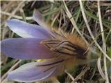 Spomladanski kosmatinec (Pulsatilla vernalis)