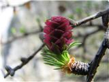 Navadni macesen (Larix decidua)