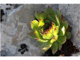 Sempervivum tectorum